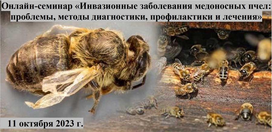 Онлайн-семинар «Инвазионные заболевания медоносных пчел: проблемы, методы диагностики, профилактики и лечения»